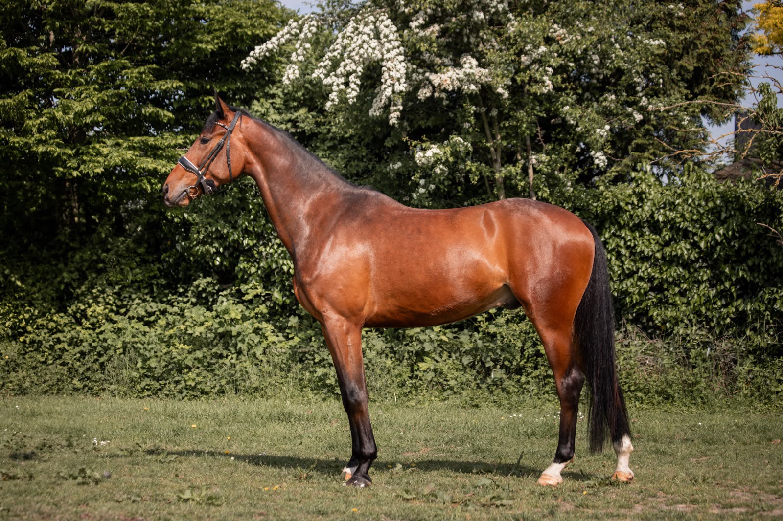 Rasputin standing among spring blossom, side view