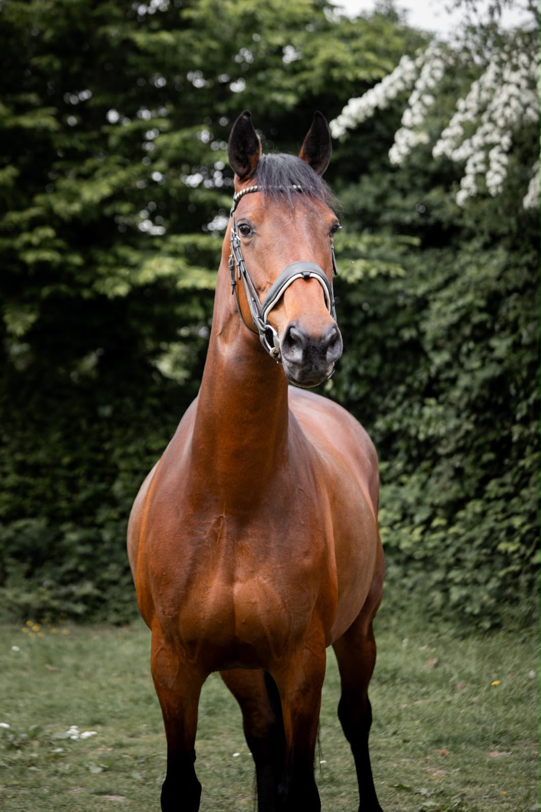 Miss Universe facing the camera