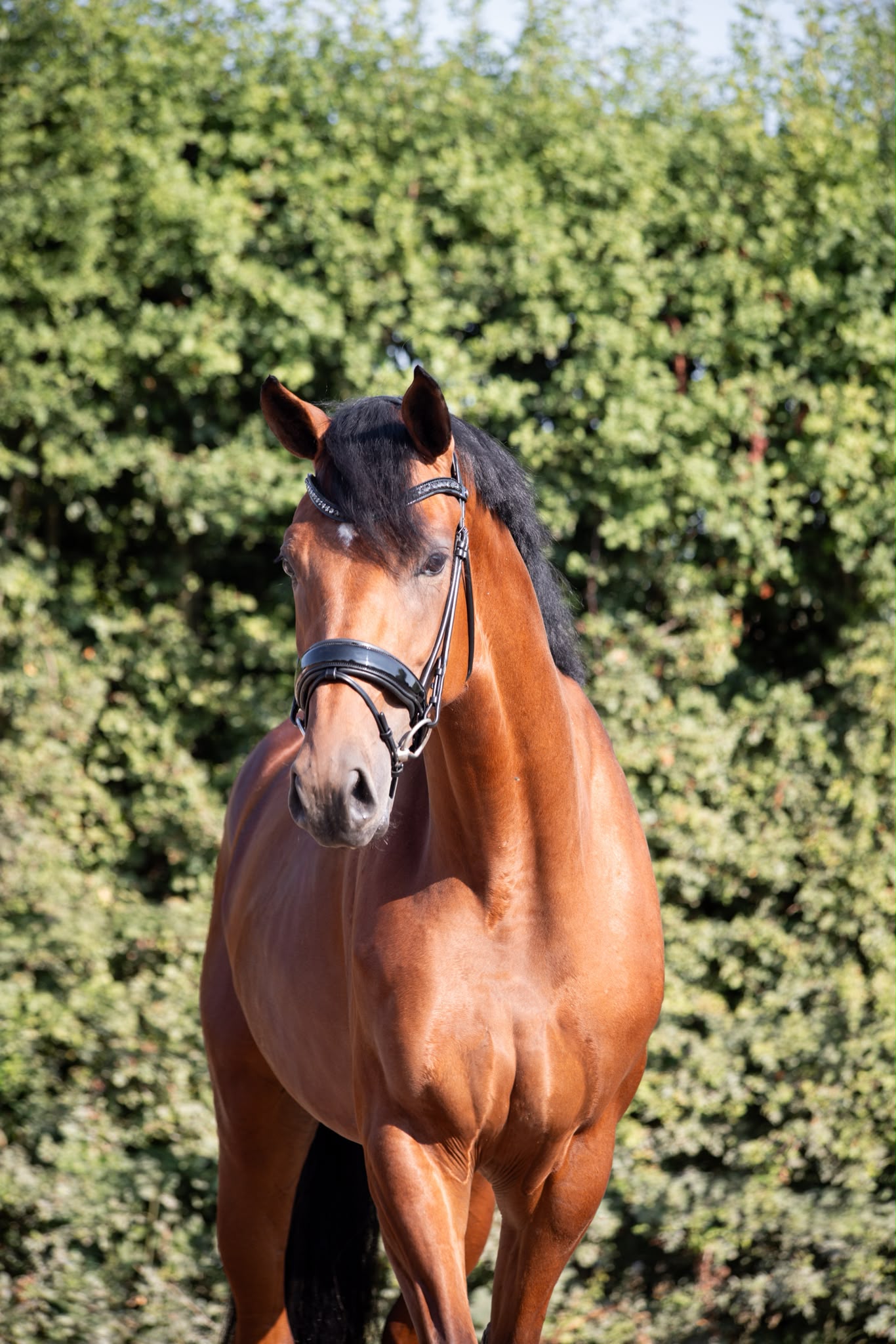 Veloura facing the camera