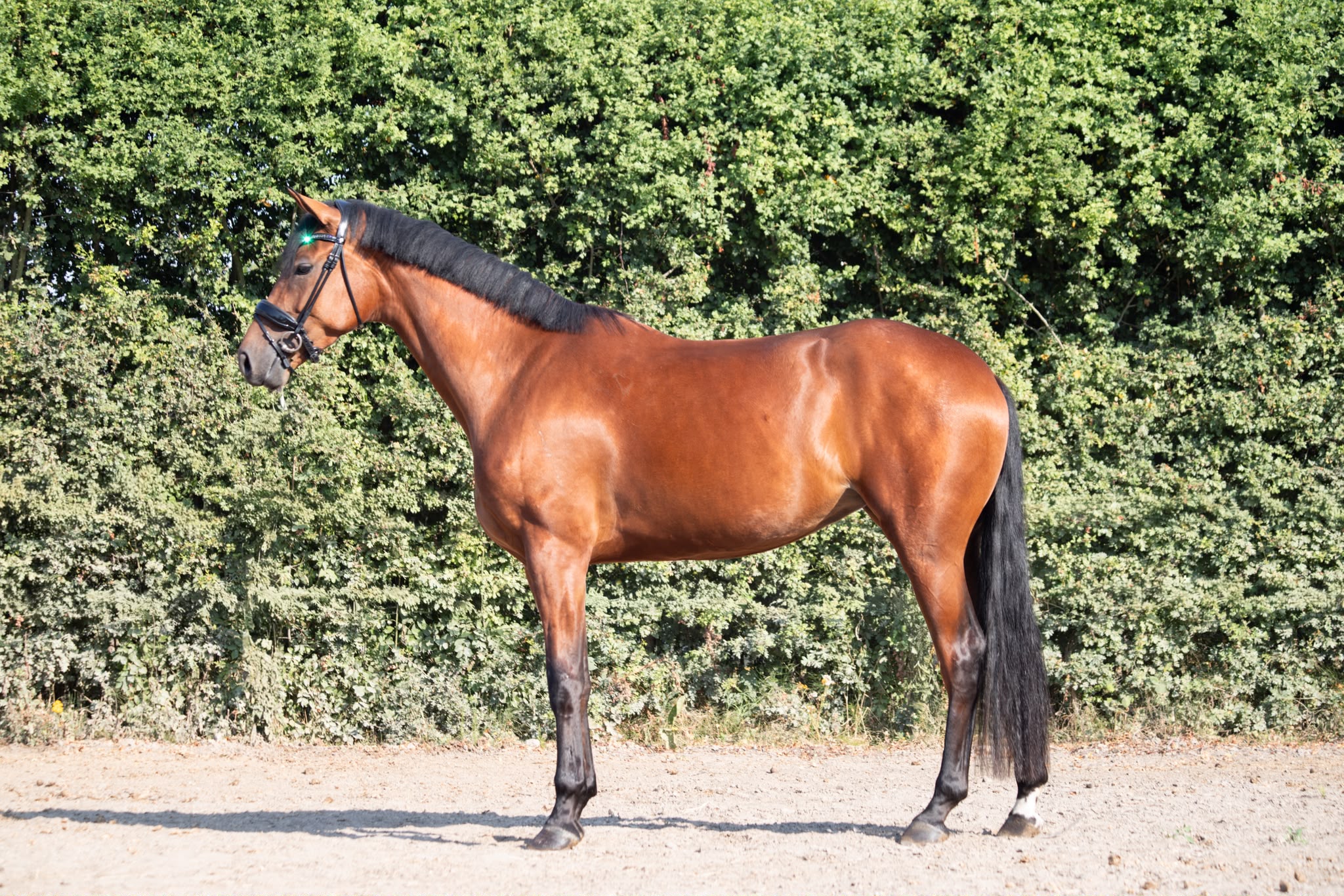 Veloura standing, full profile